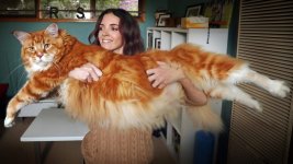 maine-coon-kediler-dunyasinin-nazik-devi1-1122x631.jpg maine-coon-kediler-dunyasinin-nazik-devi1-1122x631.jpg
